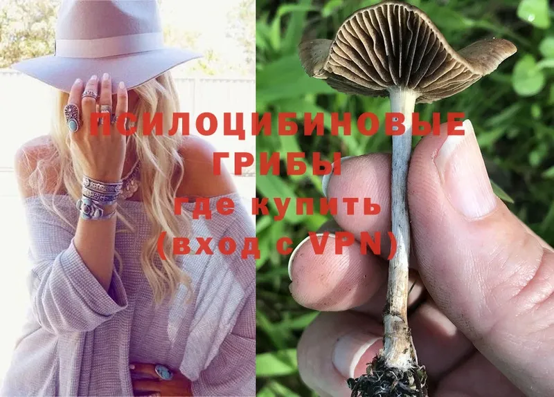 Галлюциногенные грибы Psilocybe Верхний Тагил